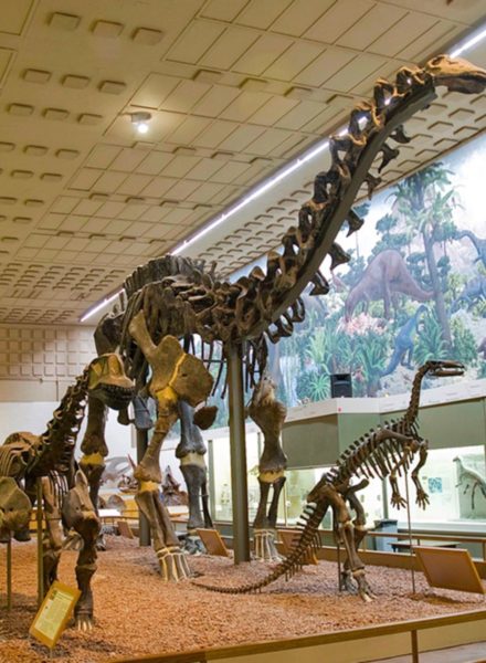 yale peabody museum new haven ct