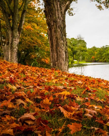 fall in new haven parks