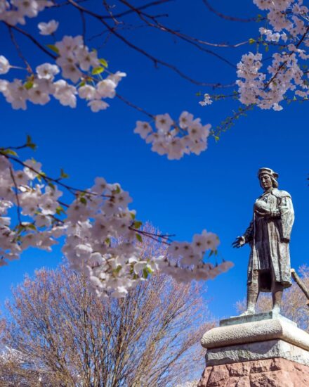 wooster square cherry blossoms